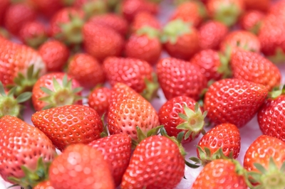 収穫されたばかりのいちご。品種や熟度による味わいの違いを見極める