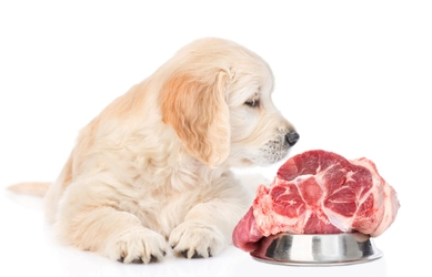 犬に生肉を与えても大丈夫！？