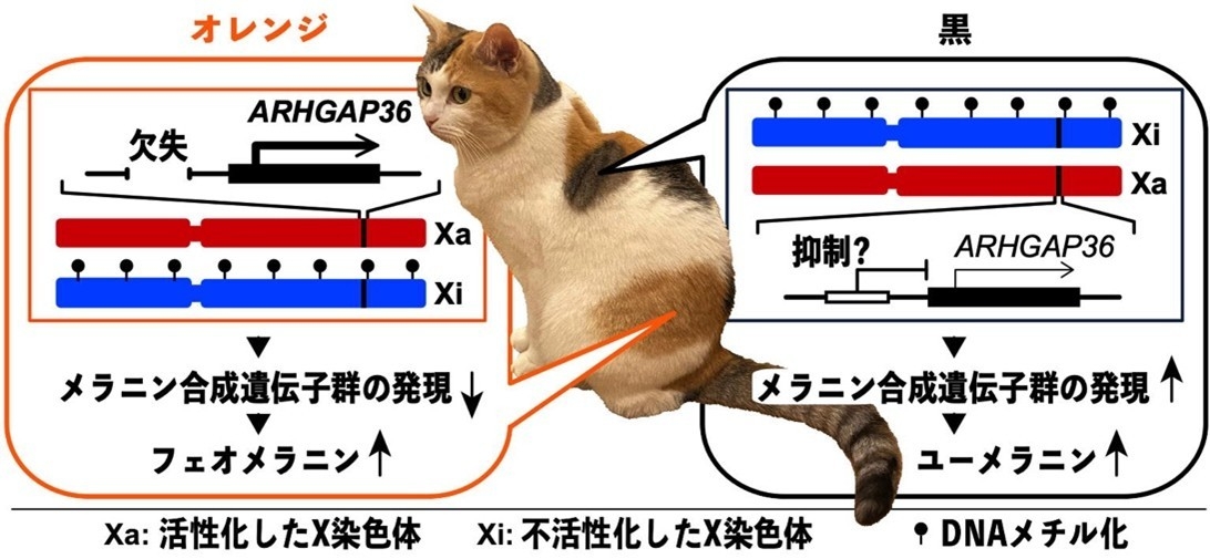 図3.本研究で明らかになったオレンジ/黒の斑ができる仕組みの概要図
