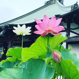 1r1uPbcL2NESwGVtR9uX.jpg?w=940&h=940