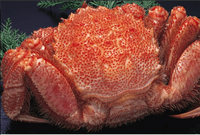 1rYOCwsxuk4fsIhtv6YL.png?w=940&h=940