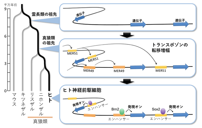 「動くDNA」トランスポゾンが脳の進化をもたらした可能性を示唆　神経細胞の遺伝子制御の進化の仕組みを解明
