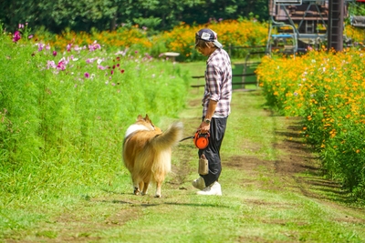 9月には見頃のコスモスをわんちゃんと一緒に