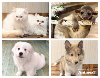次世代都市型ふれあい動物園「Animeal(アニミル)」が、 お台場店にて動物の赤ちゃんの入園式を4月4日から順次開催！ ～新入学・入社応援キャンペーンも同時開催！～