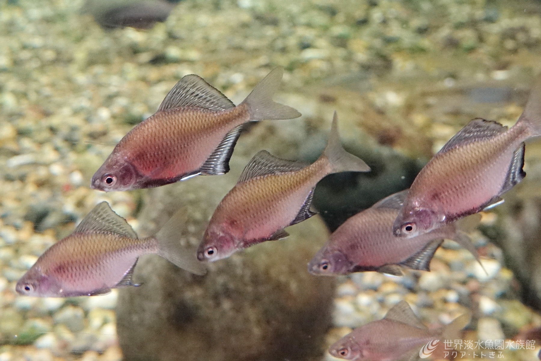 国の天然記念物 イタセンパラを展示しました