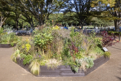 Eガーデンの様子（11月）