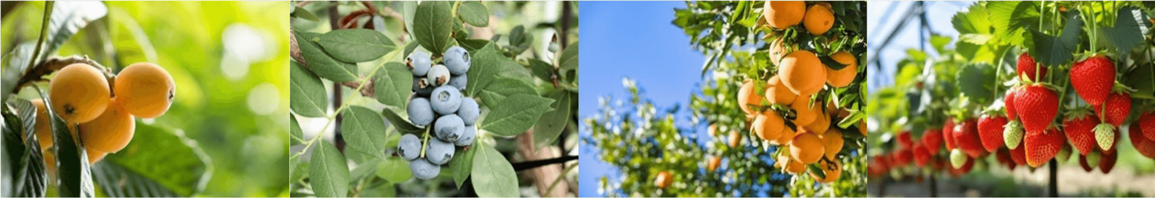 四季を通じて楽しめる“AWA”のフルーツ狩り