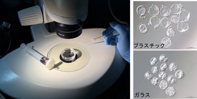 体外受精で用いられるガラス器具（左）、その影響で発生を停止させた胚（右下）