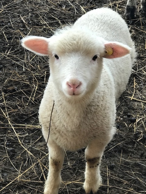 赤平めん羊牧場の仔羊