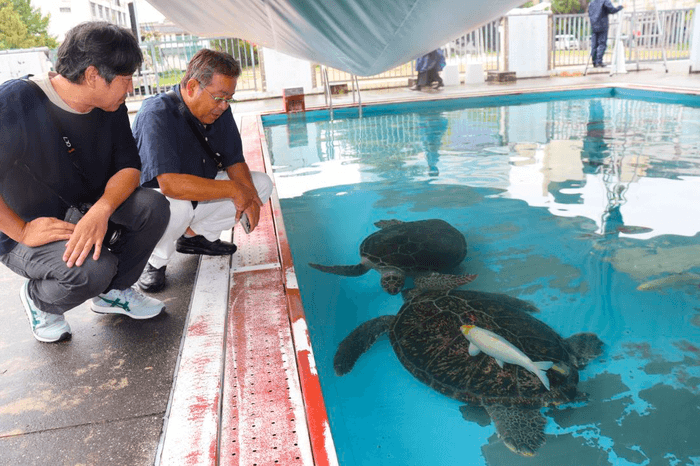 ウミガメとニシキゴイが一緒に泳ぐ様子を見守る(左から)島袋さんと理大生物科学科の山本俊政准教授