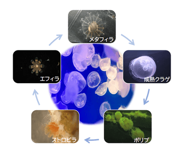 22yxUhTuXBaF86pgo8CO.png?w=940&h=940