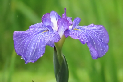 24F4oAdiH9QU1dWKLS3G.JPG?w=940&h=940