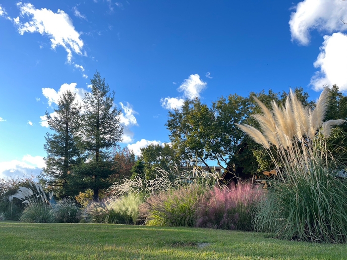 自然をお手本にしたナチュラリスティックガーデン