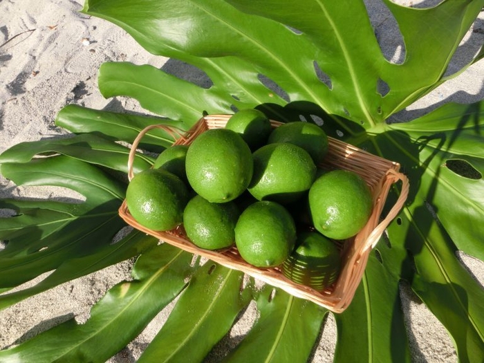 小笠原（父島・母島）