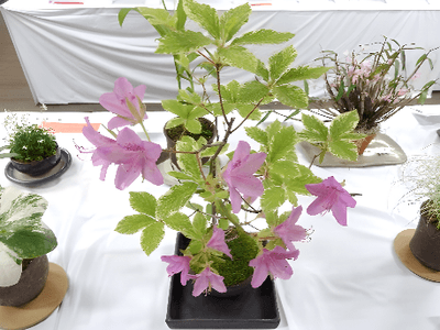 展示品の一例（過去開催時）