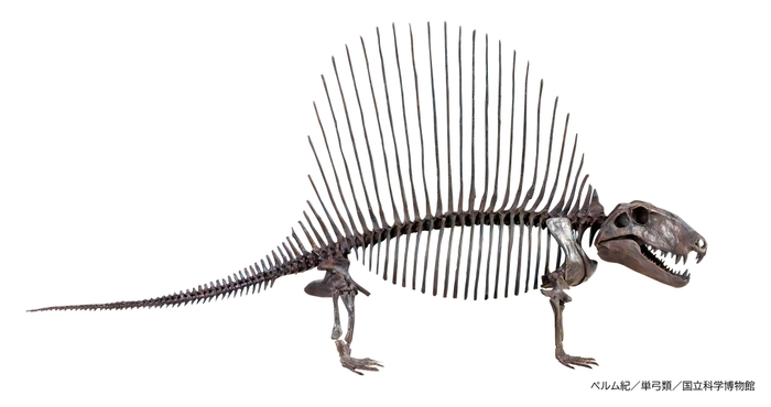 ディメトロドン(レプリカ)