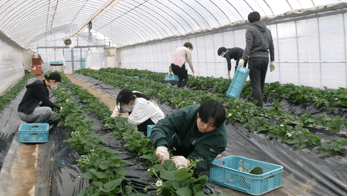 農学部生が栽培した「近大ICTイチゴ」を食品流通関連イベントに出展 企業関係者との交流を通じて社会的視野を広げる