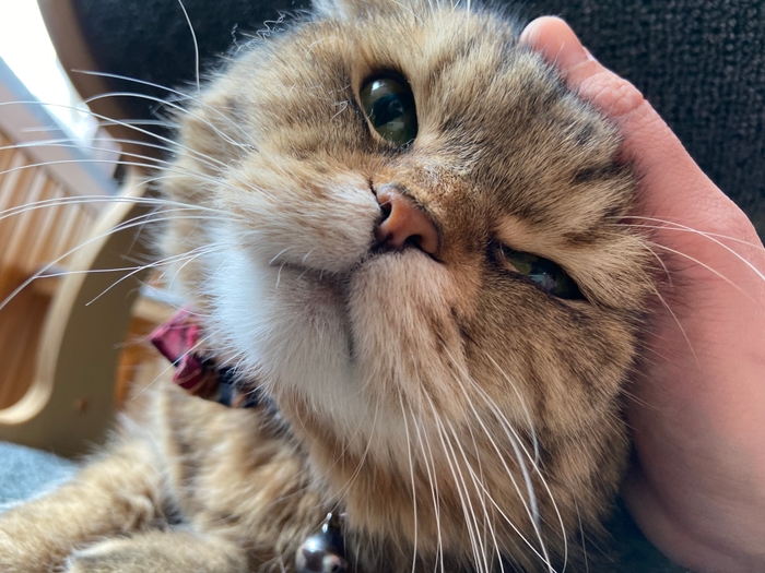 お泊り猫の様子(1)