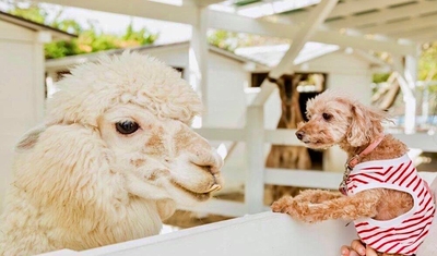 2A1OEbpgIDDSNshq9MMi.jpg?w=940&h=940