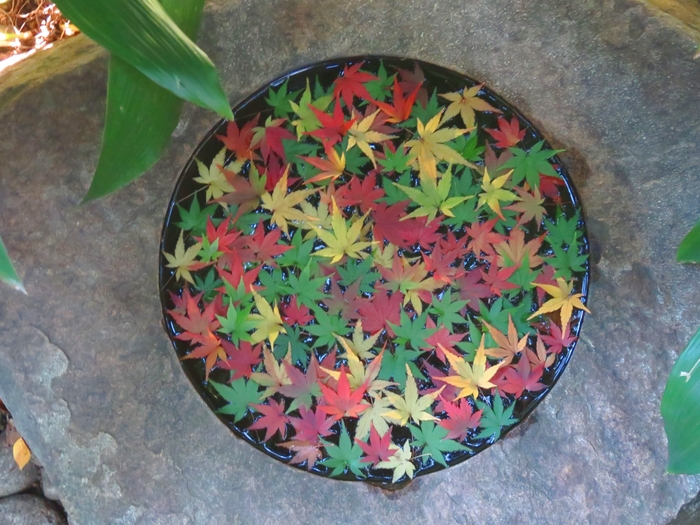 モミジの手水鉢(11月19日撮影)
