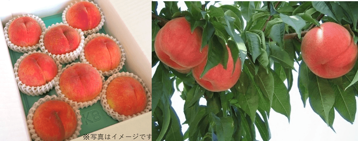 福島の桃「まどか」