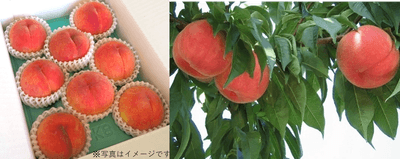 福島の桃「まどか」