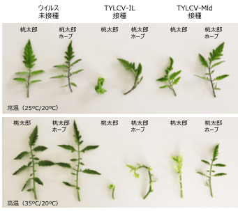 図1 抵抗性品種が高温条件下でTYLCV-ILの感染により発病する様子 ウイルスを接種していないトマトの葉では、感受性品種と抵抗性品種で葉の形態に違いはない。また、常温ではTYLCV-ILやMldが感染した感受性品種である桃太郎で黄化葉巻症状が認められるが、抵抗性遺品種の桃太郎ホープでは明確な発病は認められない。一方で、高温では感受性品種だけでなく、TYLCV-ILが感染した抵抗性品種でも黄化葉巻症状が確認された。