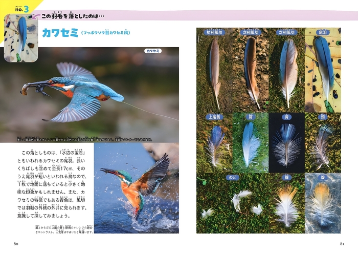 これ、だれの落としもの?(羽毛編)