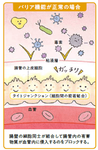 バリア機能が正常の場合