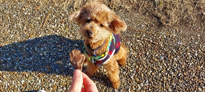 GW到来！ワンちゃんとのお出掛けシーズンに向けて！ 愛犬用おやつ「愛鷹山麓鹿肉ジャーキー」の販促強化を実施