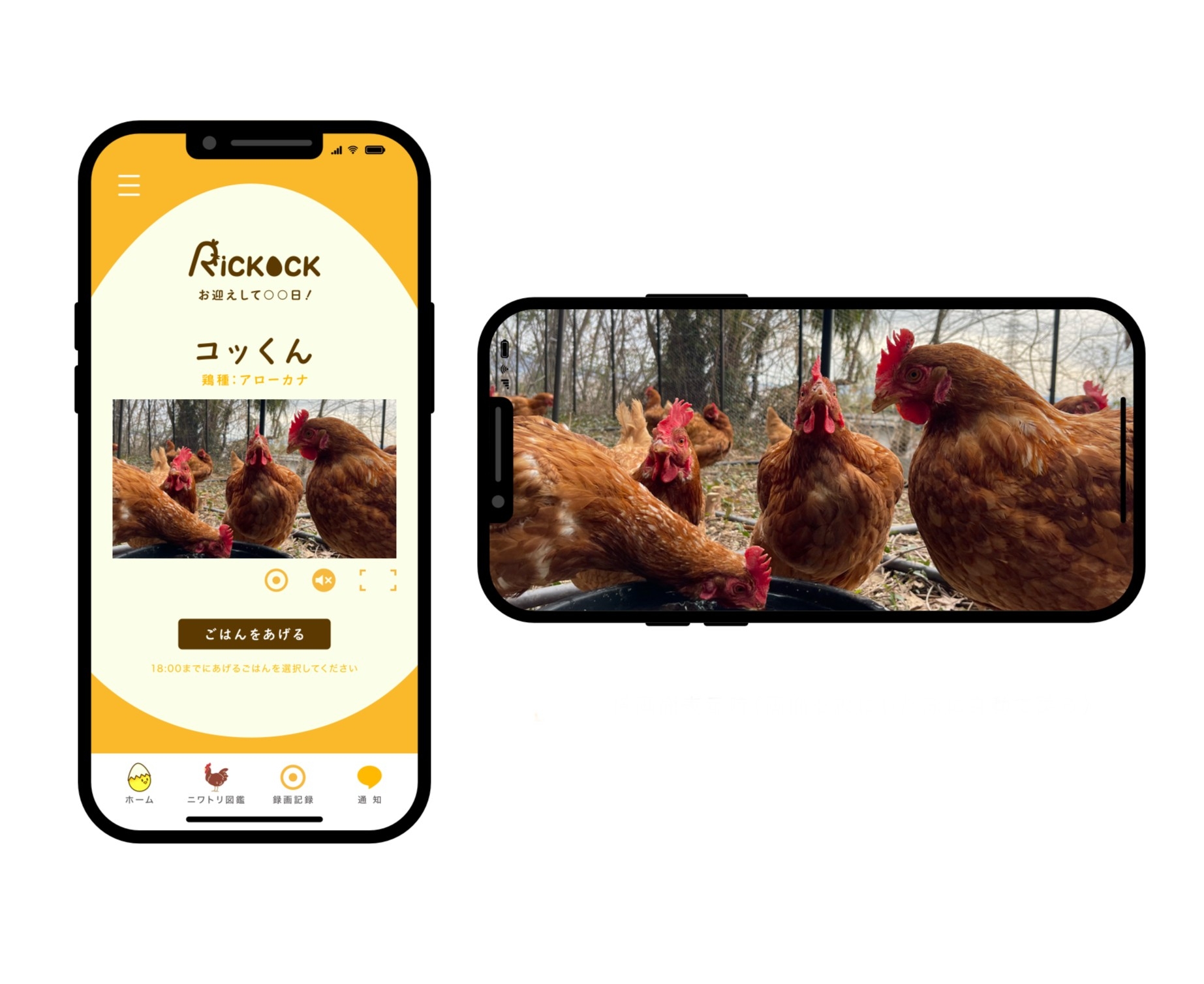 「リコック」のトップページとライブ配信されるニワトリたち(毛利さん提供)