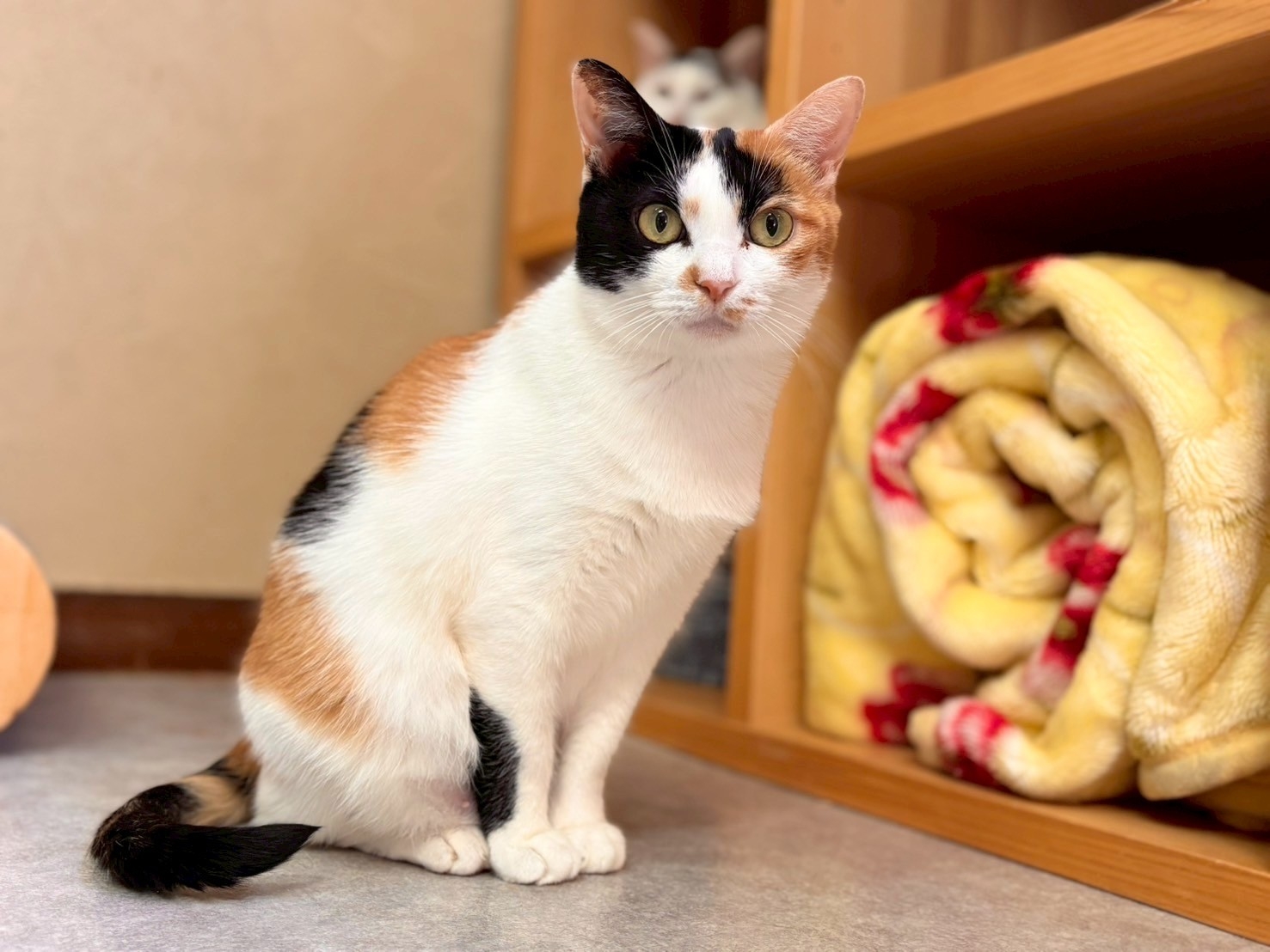 保護猫カフェ ネコリパブリック東京お茶の水店の保護猫