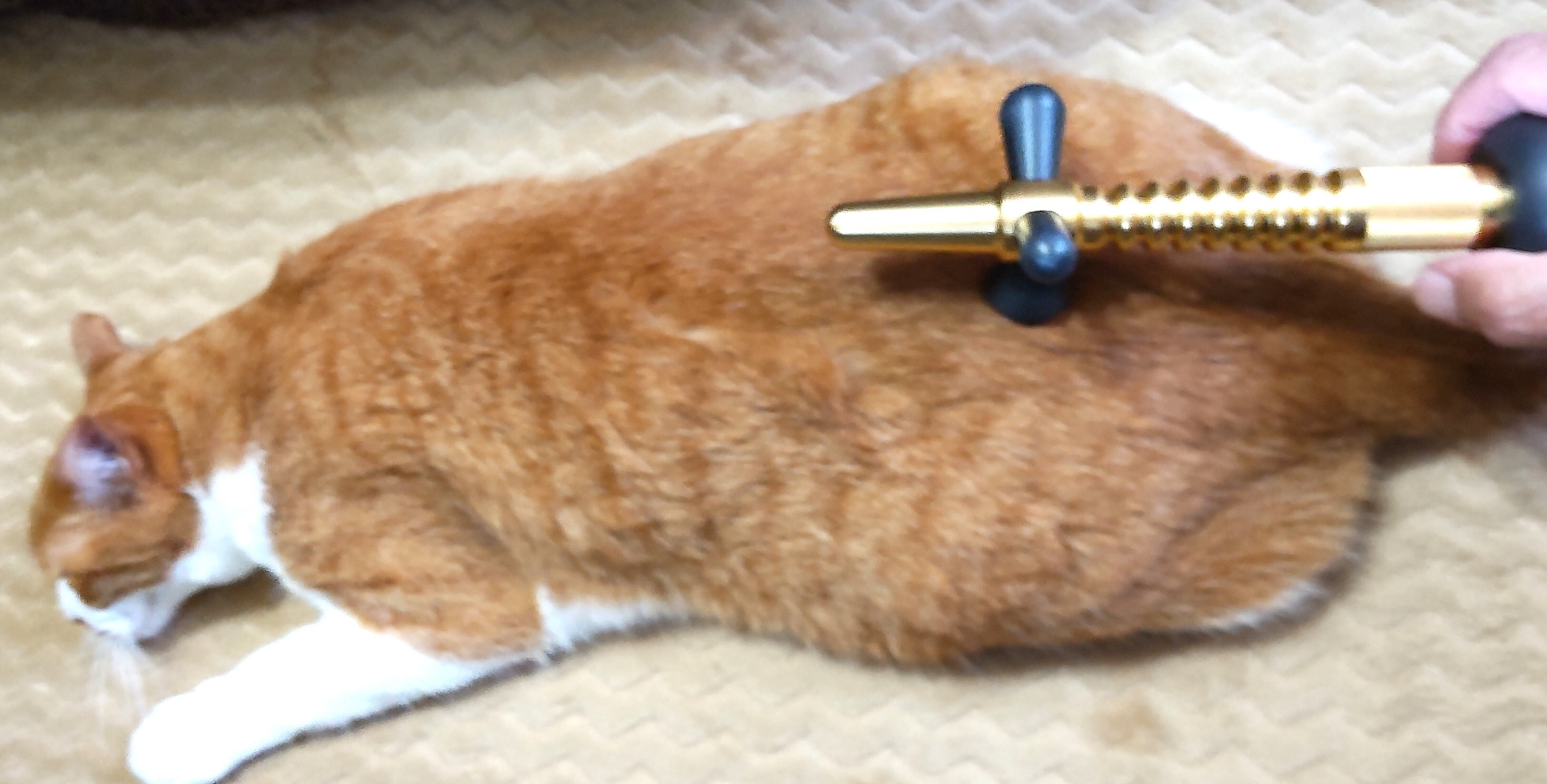 猫の腰部骨盤ケアタッピング