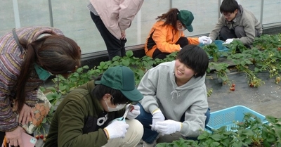 農学部生と障がいのある方による「近大ICTイチゴ」の収穫体験の様子