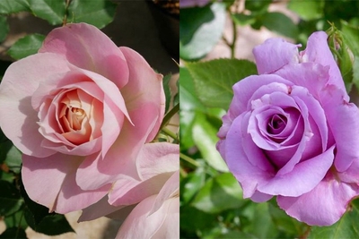 2bsoGRJ0brJ8Y0r0bLoE.jpg?w=940&h=940