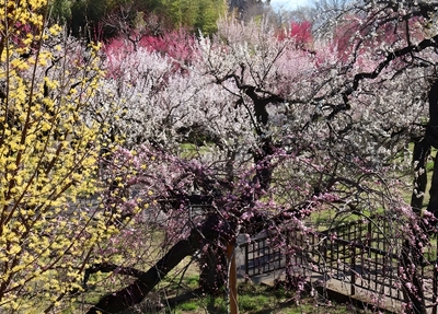 うめ園（令和７年撮影）