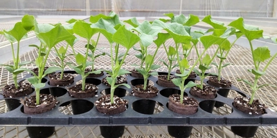 近大農学部生が環境に配慮したメロンのアースストレート苗を定植　SDGsの重要性を学ぶとともに、農作業の負担軽減を実体験