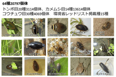 図2　水生昆虫類の出現種