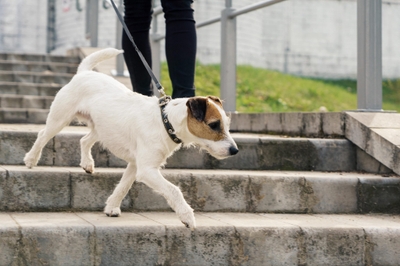 骨の細い小型犬は特に、注意しておかなければいけないお散歩コースがあります。