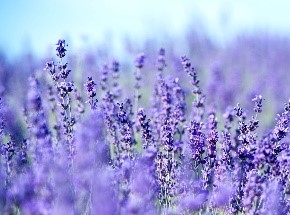 2j4JpLwVVVK8XRjqSmV2.jpg?w=940&h=940