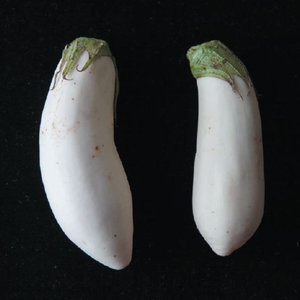「越後白茄子」純白の実と黄緑のヘタがうつくしい。果肉は緻密で甘みがあり、加熱するとトロリとした食感に。