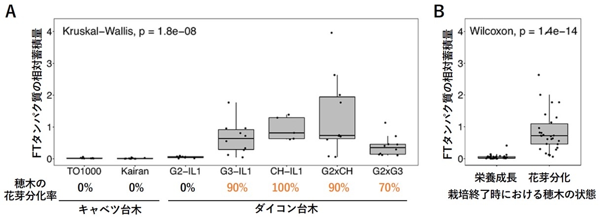 図2 接ぎ木されたキャベツ穂木の開花誘導の成否は、穂木に蓄積したフロリゲン量とよく相関する。 (A)異なる台木に接ぎ木されたキャベツ穂木に蓄積したFTタンパク質の相対量。 (B)最終的な穂木の花芽分化の有無と、キャベツ穂木に蓄積したFTタンパク質の相対量との関係。