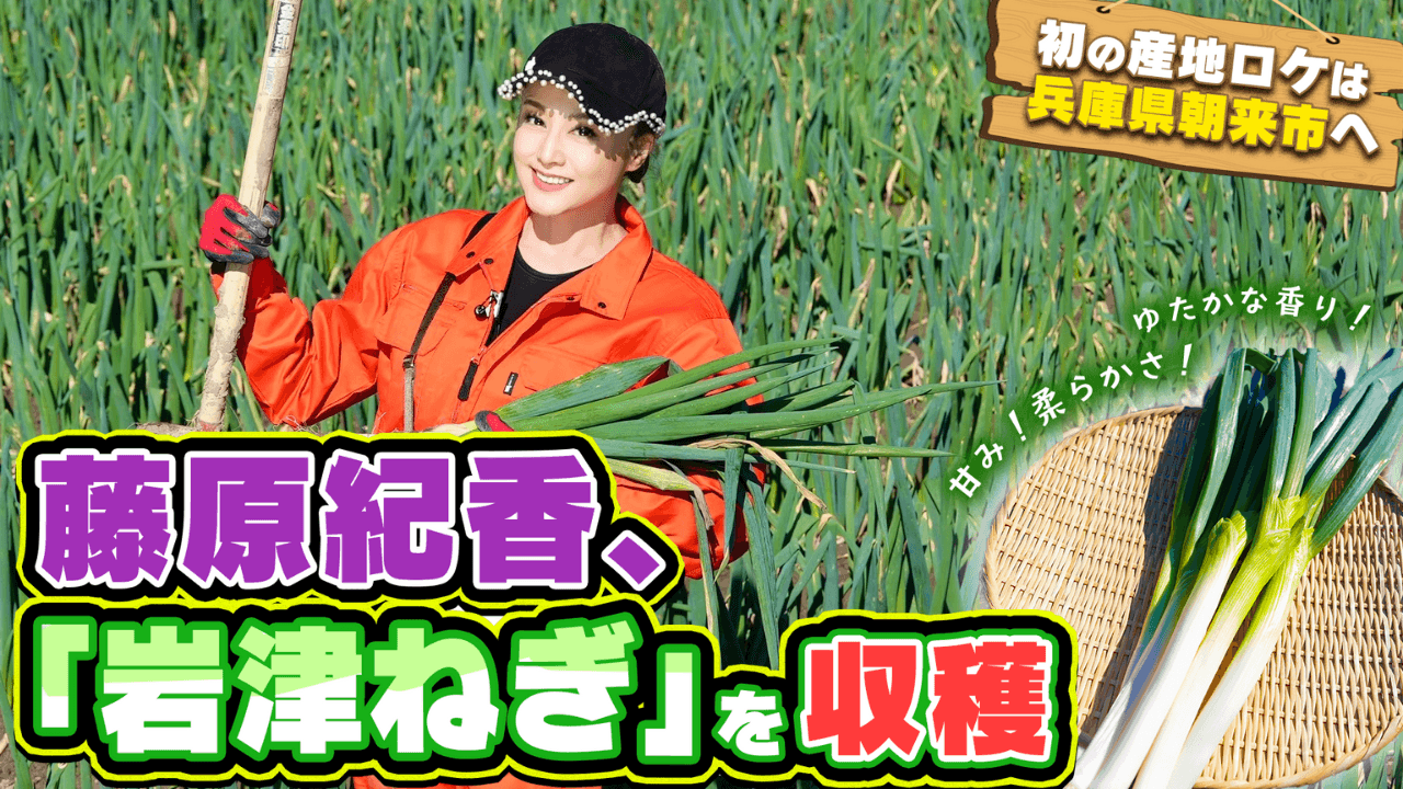 歴史ある但馬の特産品「岩津ねぎ」を藤原紀香が収穫! 生産者がおススメする「岩津ねぎの天ぷら」と「岩津ねぎ一本丸焼き」を兵庫県朝来市の圃場でいただきました!