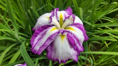 ハナショウブの様子