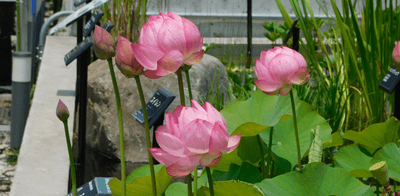 近畿大学薬学部薬用植物園で育成しているハス