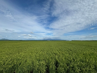 猛暑による米作りを救え—— 東大・伊藤忠食糧とのバイオスティミュラント開発プロジェクトが 「オープンイノベーション研究・実用化推進事業」に採択
