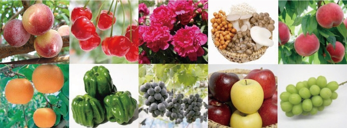 長野県中野市は、懐かしい自然を残しつつ、常に時代に先駆けて新しいおいしさに挑戦する農業の先進地として知られています。