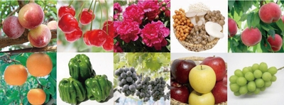 長野県中野市は、懐かしい自然を残しつつ、常に時代に先駆けて新しいおいしさに挑戦する農業の先進地として知られています。 