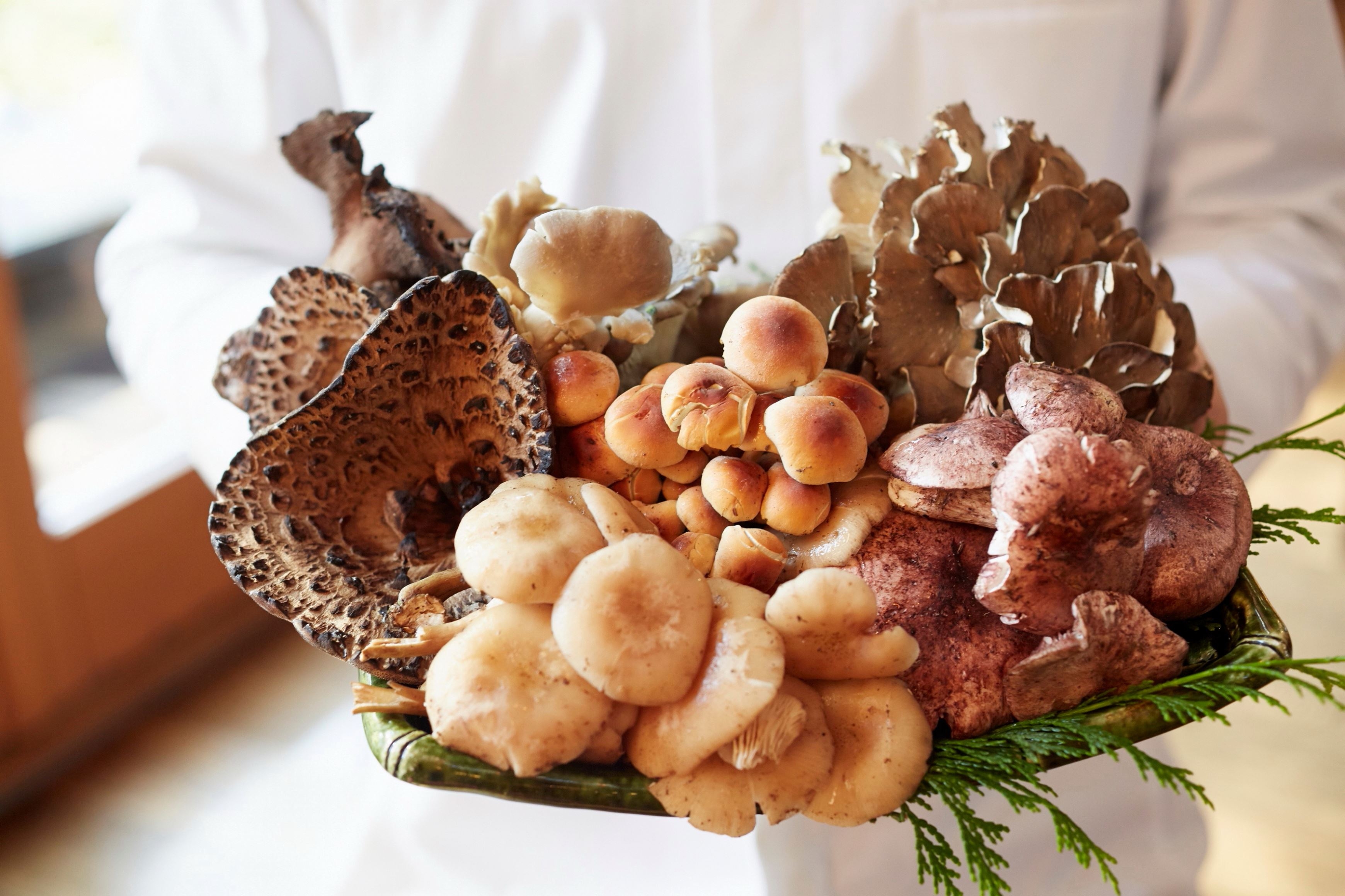 【星のや軽井沢】きのこで菌活!食べるだけではなく、きのこを全身で体感するプログラム「きのこ美人滞在」1日1組限定で開催