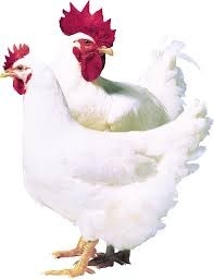 32dCp1EHrOqyACEy2uas.jpg?w=940&h=940